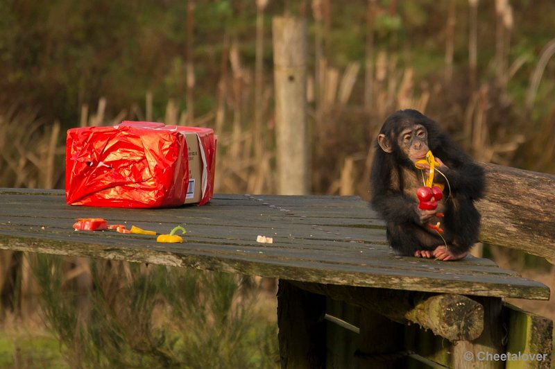 _DSC1537.JPG - Jonge Chimpansee geniet nog steeds van het Kerstdiner